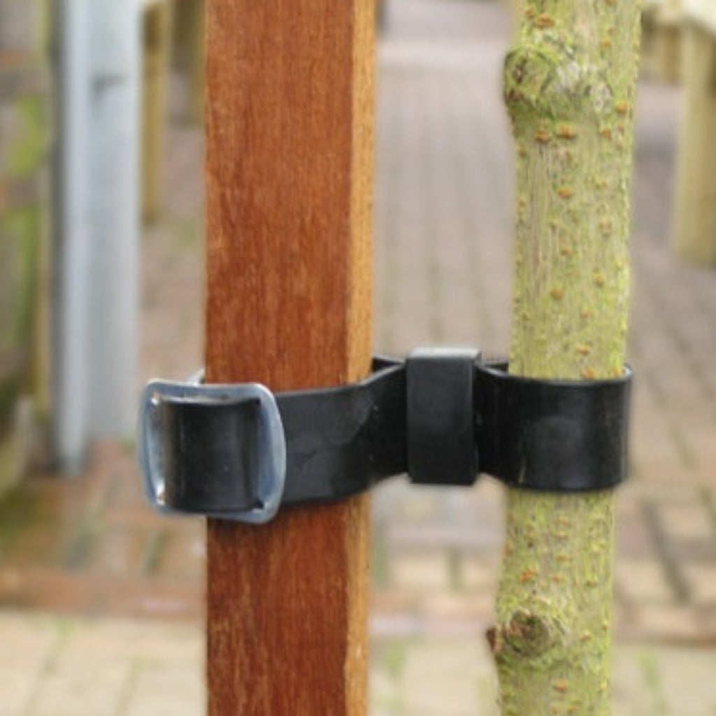 2 Buckle Tree Ties (Loose)