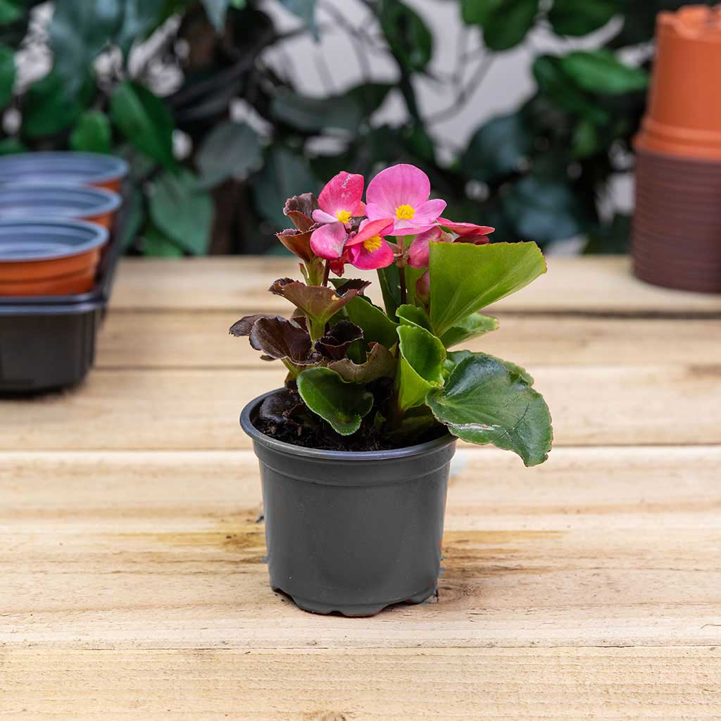 Replacement Seed & Cutting Pot 9cm Black Loose