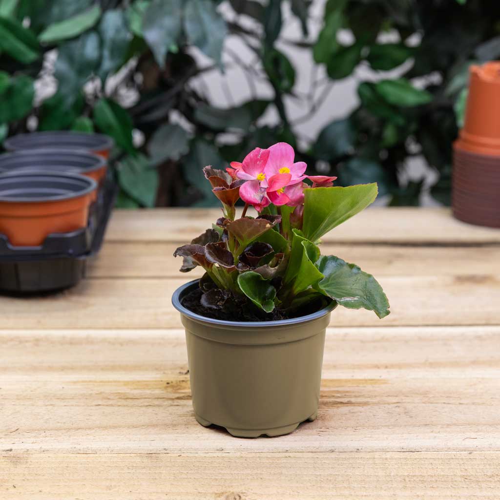 Replacement Seed Cutting Pot 15x10.5cm Taupe