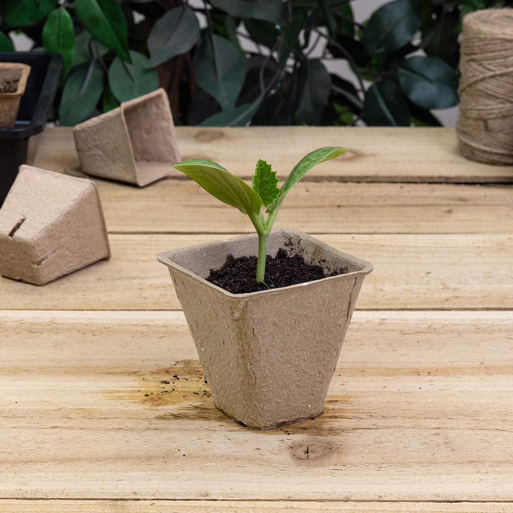 8cm Square Peat Free Pot - Single