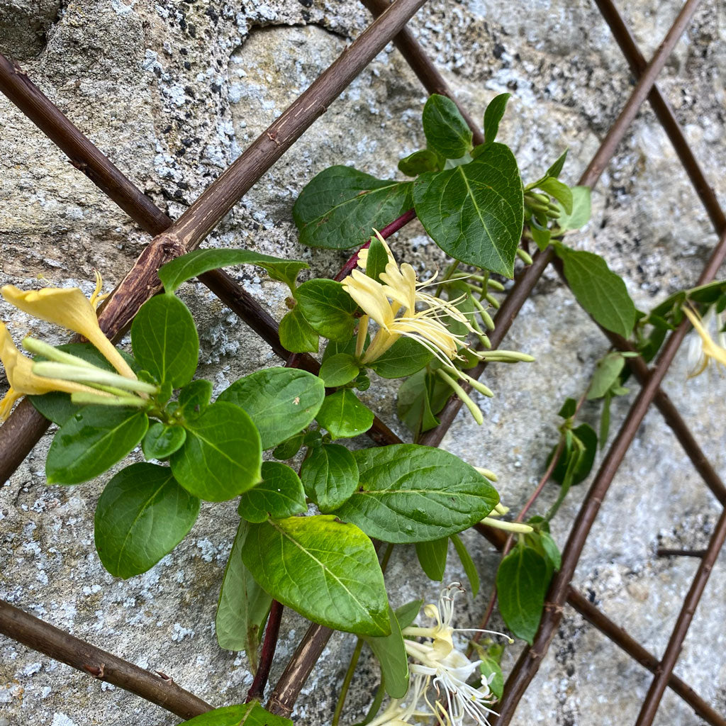 Expanding Trellis H180cm x W30cm