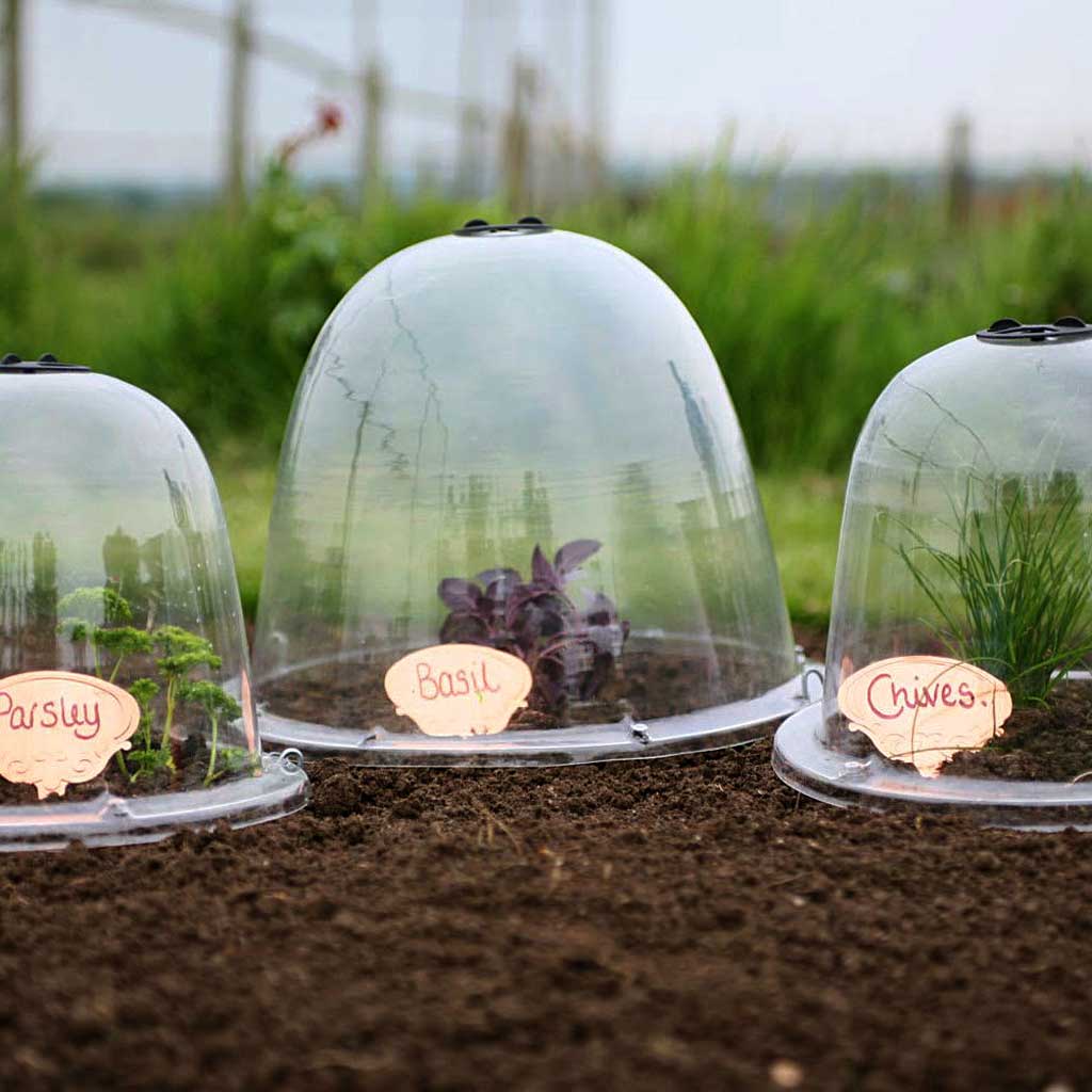 original victorian bell cloches in use wirth wooden plant labels