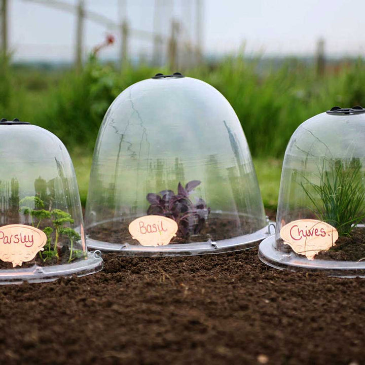 original victorian bell cloches in use wirth wooden plant labels