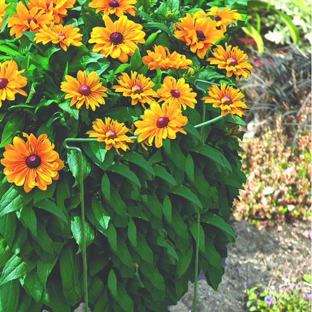 Clearance Plant Supports & Ties