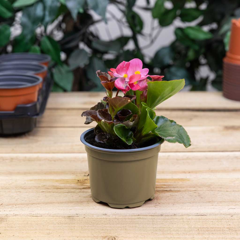 Clearance Pots & Planters