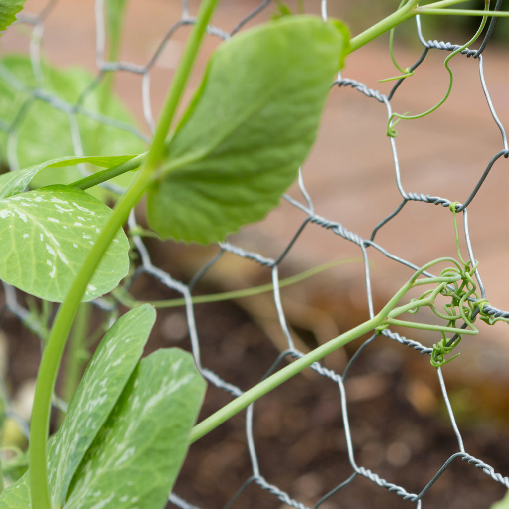 13mm Galvanised Wire Net 0.9m x 5m