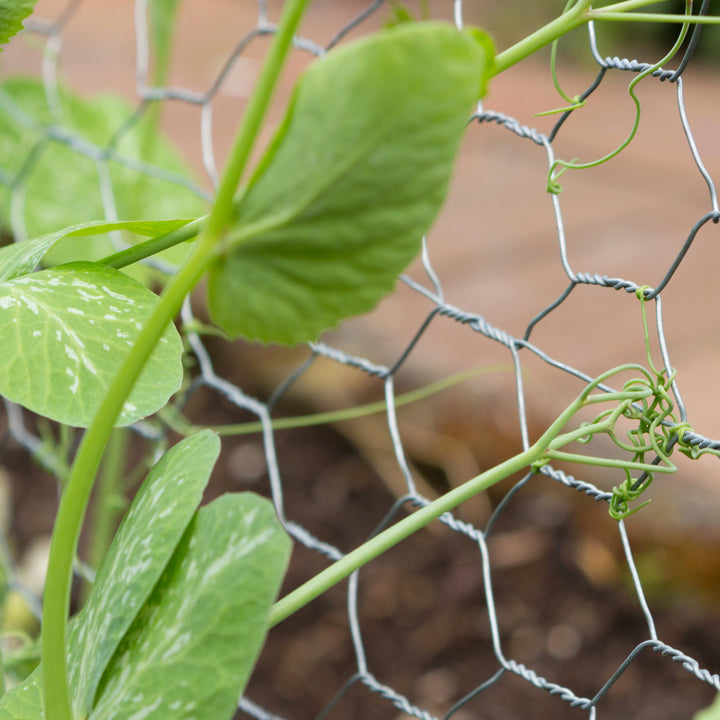 13mm Galvanised Wire Net 0.9m x 5m