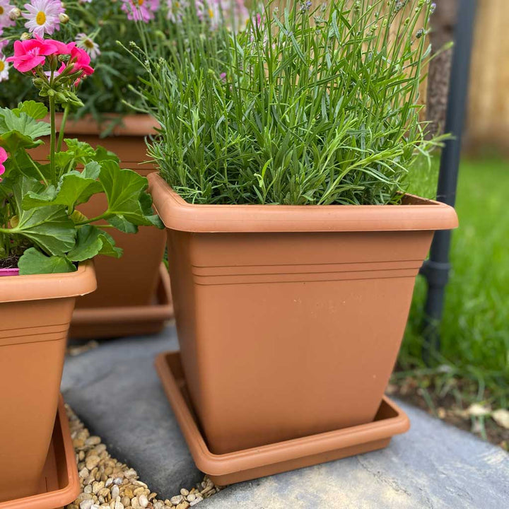 Square Pot Terracotta 255 x 254mm