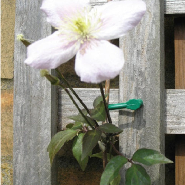 10 Plant Stem Fix
