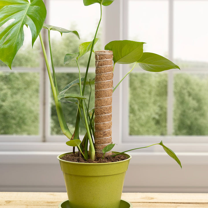 Coir Climbing Pole 160cm