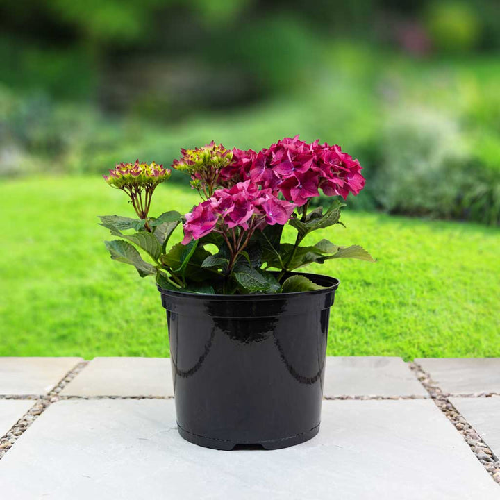 Recycled Grow Pot 7.5ltr - (2)