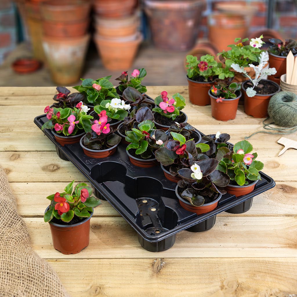 9cm Pot Carry Trays