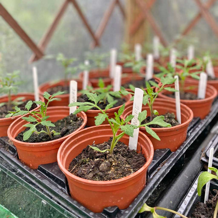 10.5cm Pot Carry Trays