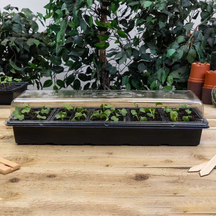 Window Sill Greenhouse
