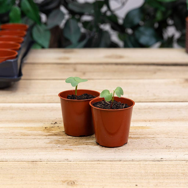 Replacement Seed & Cutting Pots 40 x 6cm