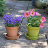 Bamboo Saucer Terracotta 4” -(5)