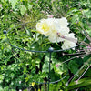 Black Metal Peony Plant Support