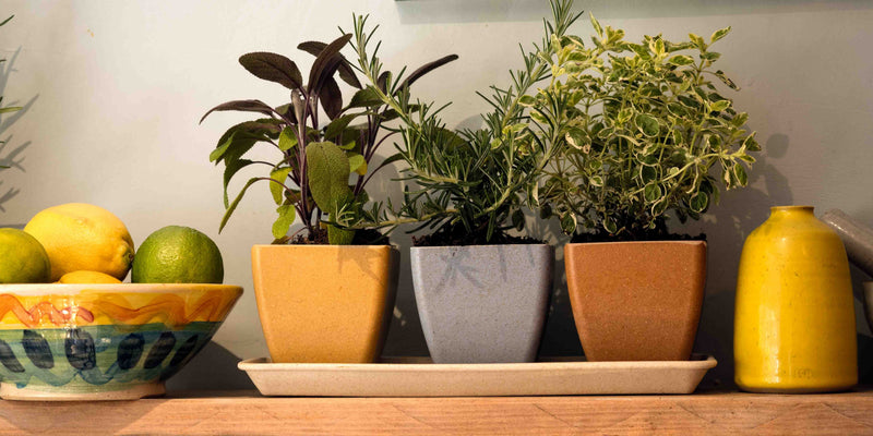 Earth Pots Windowsill Set