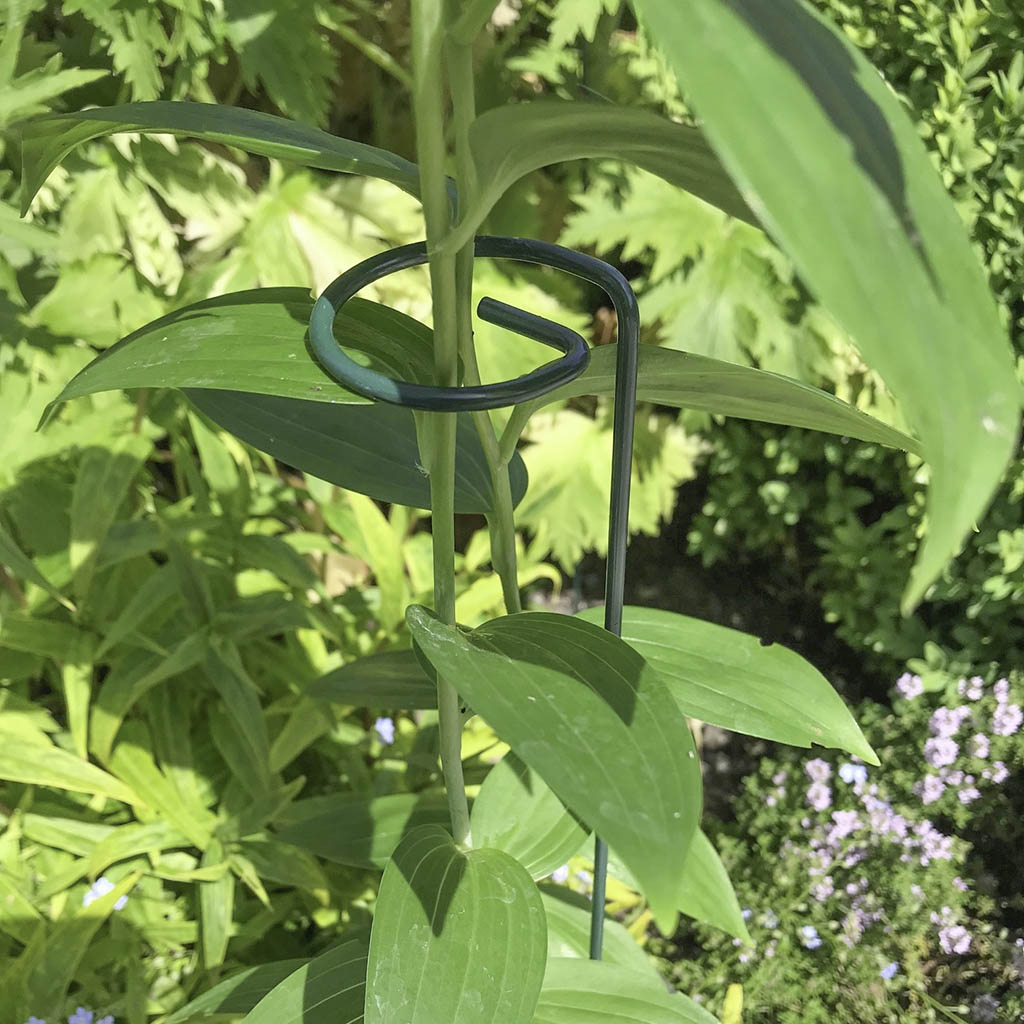 Single Stem Support H61cm x W6cm - (4)