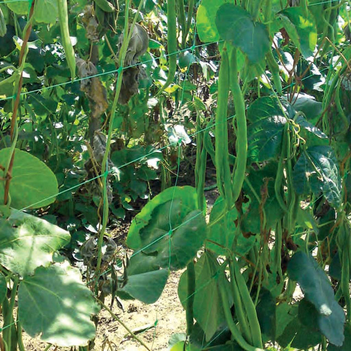 Pea & Bean Netting 1.53m x 500m - BULK
