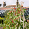 Premium Bamboo Garden Canes 8ft/240cm (6)