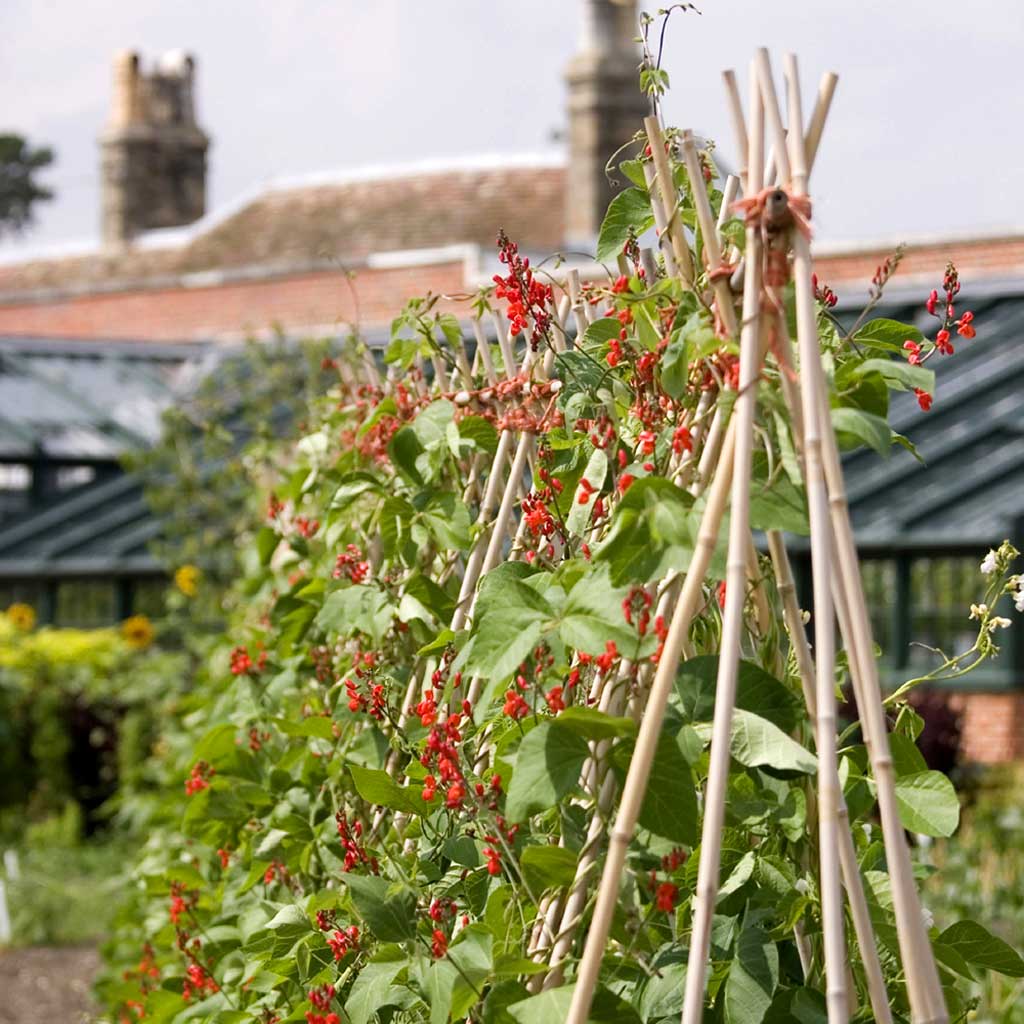Premium Bamboo Garden Canes 5ft/150cm (12)