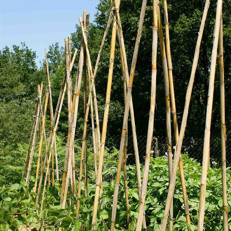 Premium Bamboo Garden Canes 5ft/150cm (12)