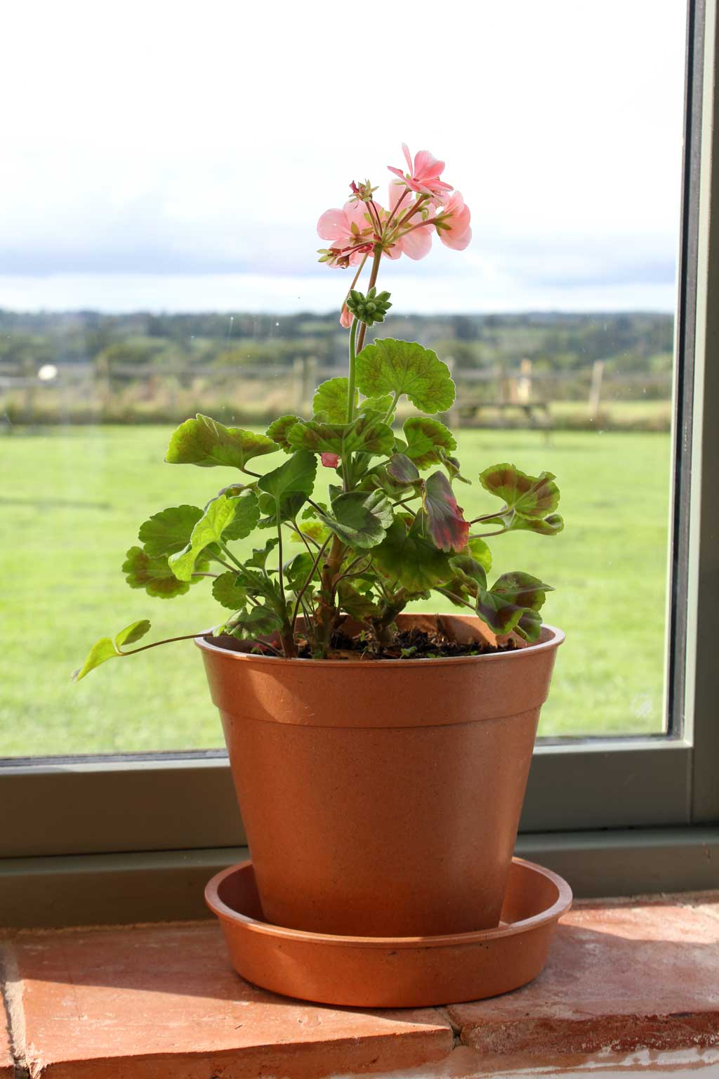 Bamboo Saucer Terracotta 3" - (5)