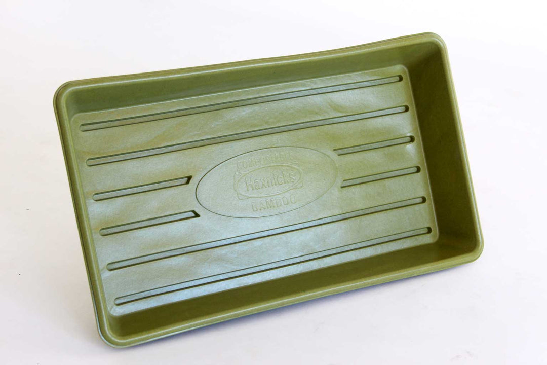 Bamboo Seed Tray Green L37cm x W21cm x H5.5cm