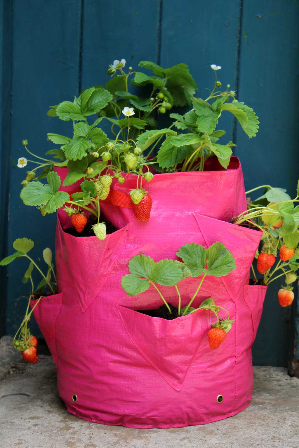 Strawberry & Herb Patio Planter 35cm Ø x D55cm