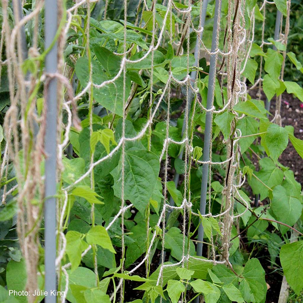 Jute Plant Support Netting 2m x 5m (Box)