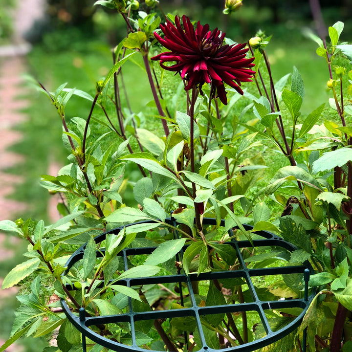 Large Plant Support Ring 60cm x 31cm Ø