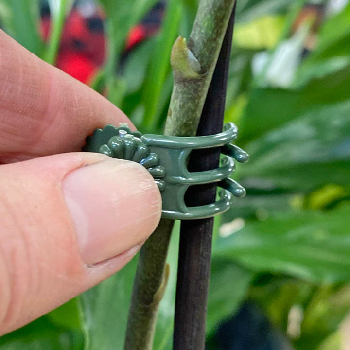 Orchid clips (20)