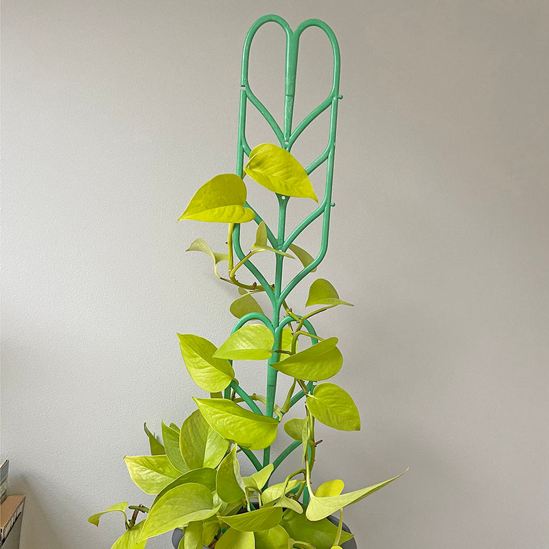 Indoor plant support (3)
