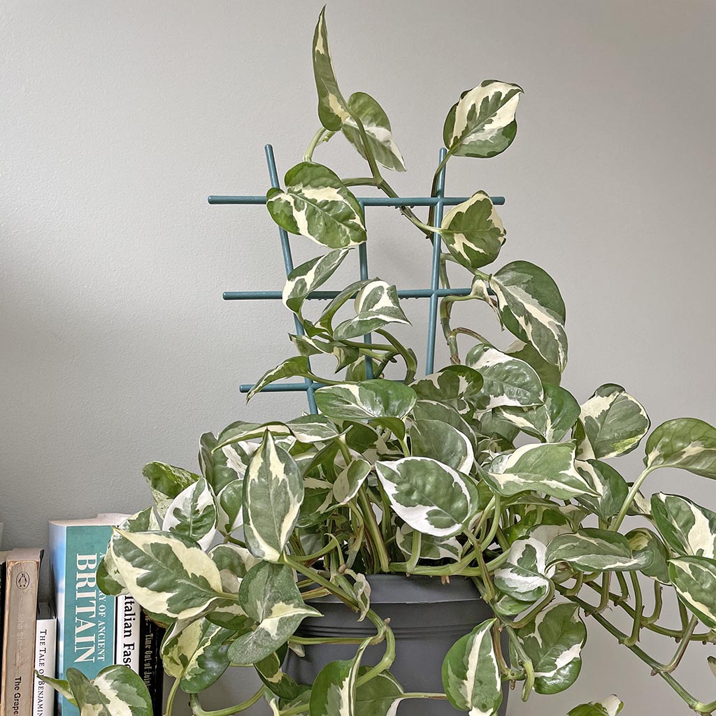 Indoor plant trellis - large (3)