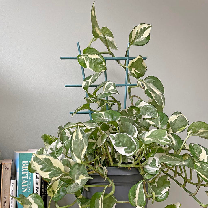 Indoor plant trellis - large (3)