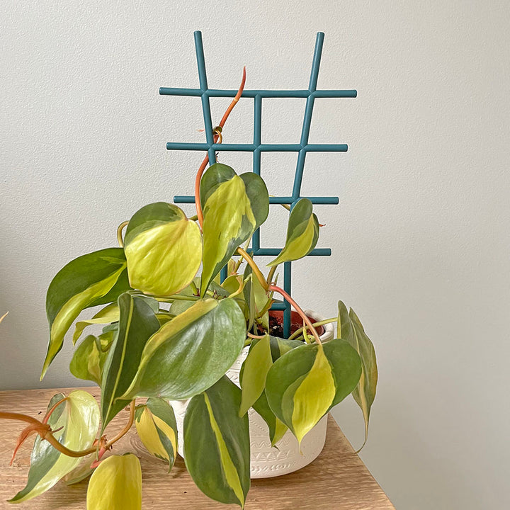 Indoor plant trellis - small (3) - Own Brand