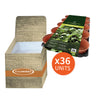 Promotion Bin with 36 x Pot Carry Trays with 15 x 10.5cm pots