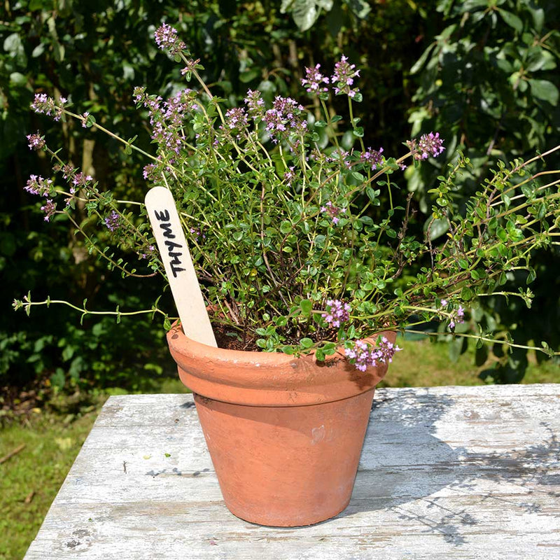 Wooden Plant Labels 100mm with Pencil